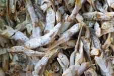 고너리(업소용 국물)1.5kg 중품
