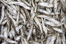 여수죽방멸치(1.5kg)