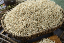 알지리멸치