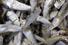 디퍼리(1.5kg) 찐한 국물맛 !!!(최상품)