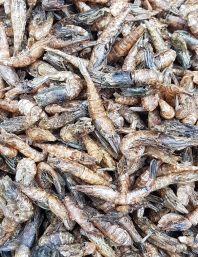 건조보리새우(찐한 국물맛 새우깡새우맛)