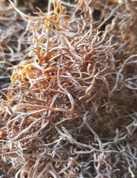 건조 세모가사리(500g)