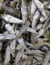 디퍼리(1.5kg) 찐한 국물맛 !!!(최상품)
